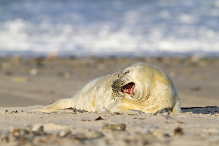 Kegelrobbe Halichoerus grypus